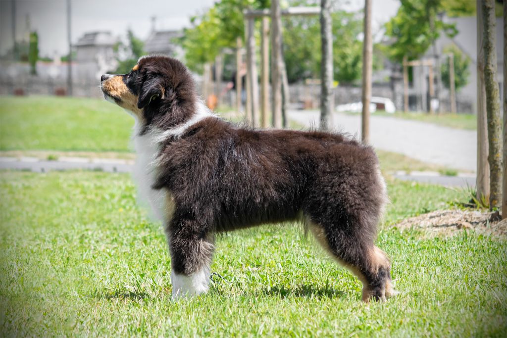 Valentino du chemin de la belle etoile