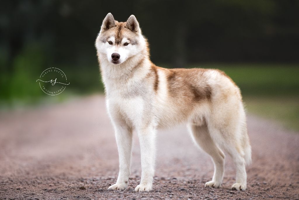 blissful embrace Pele fatefulovich