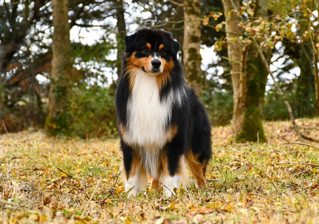 Valentino du chemin de la belle etoile