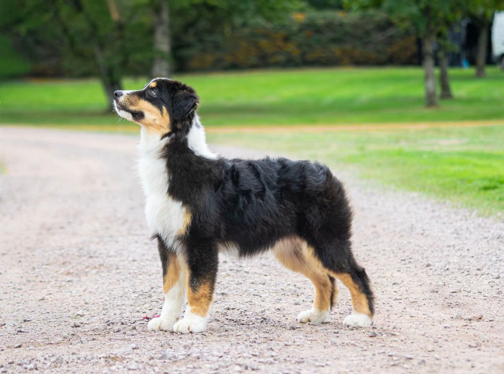 Athena Du Royaume De L'Etoile Bleue