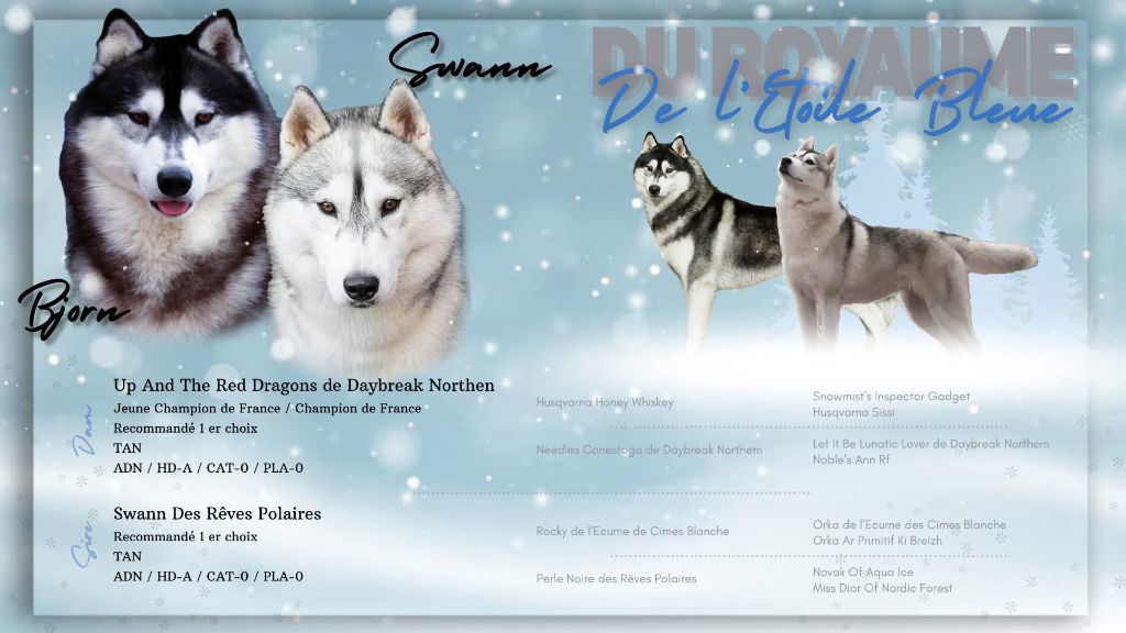 Les chiots sont nés