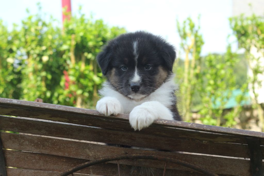 Chiots 