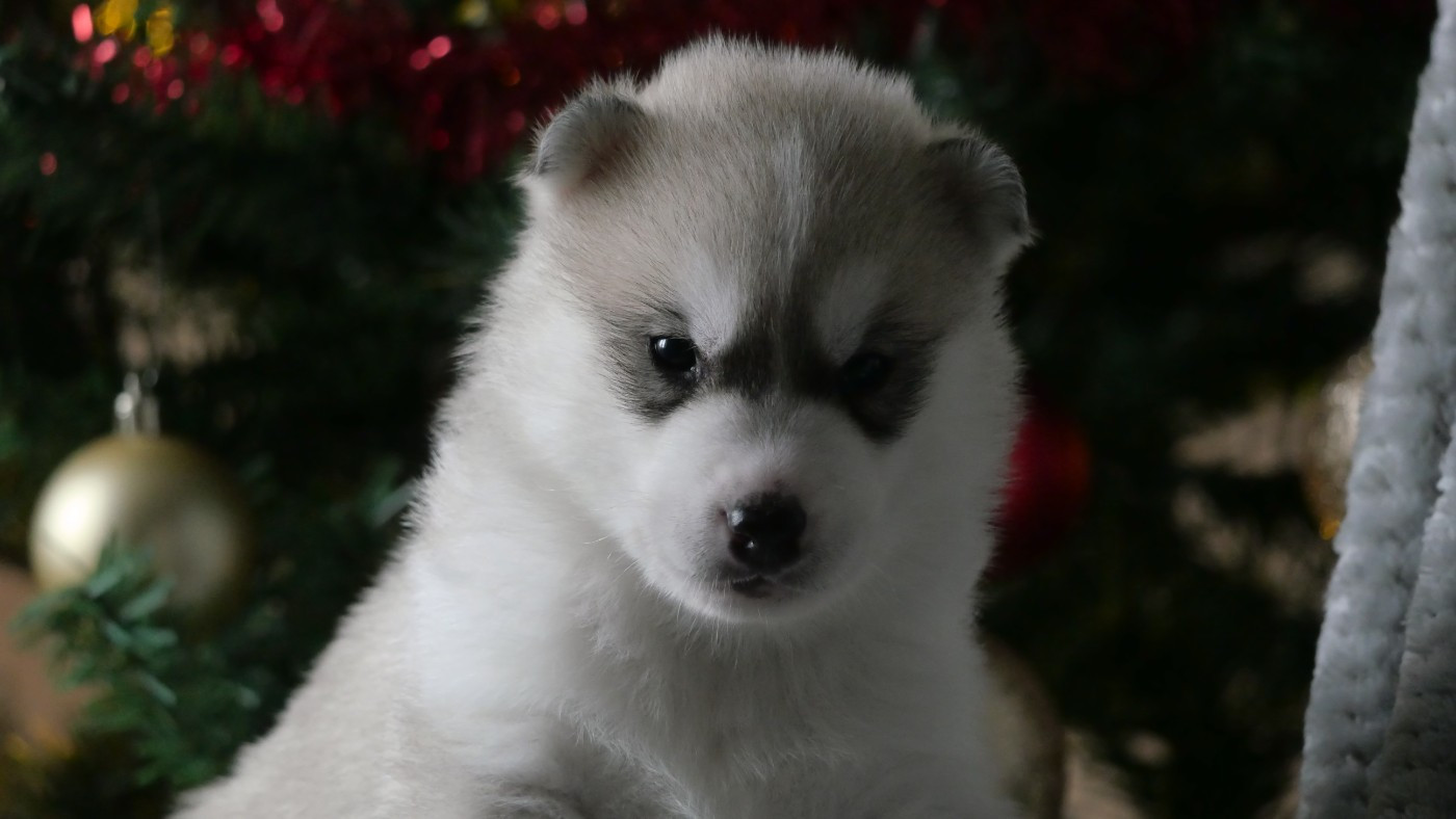 Du Royaume De L'Etoile Bleue - Chiots disponibles - Siberian Husky