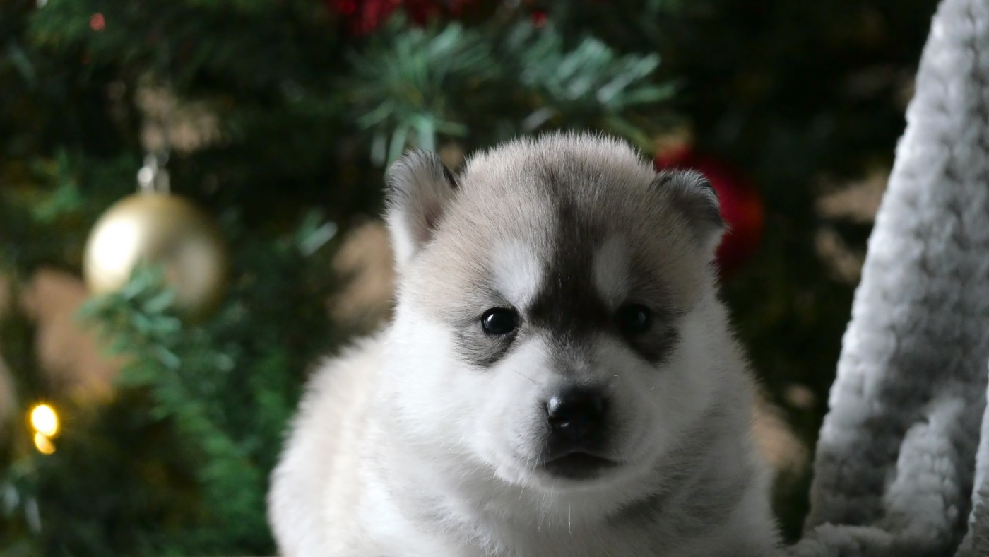 Du Royaume De L'Etoile Bleue - Chiots disponibles - Siberian Husky