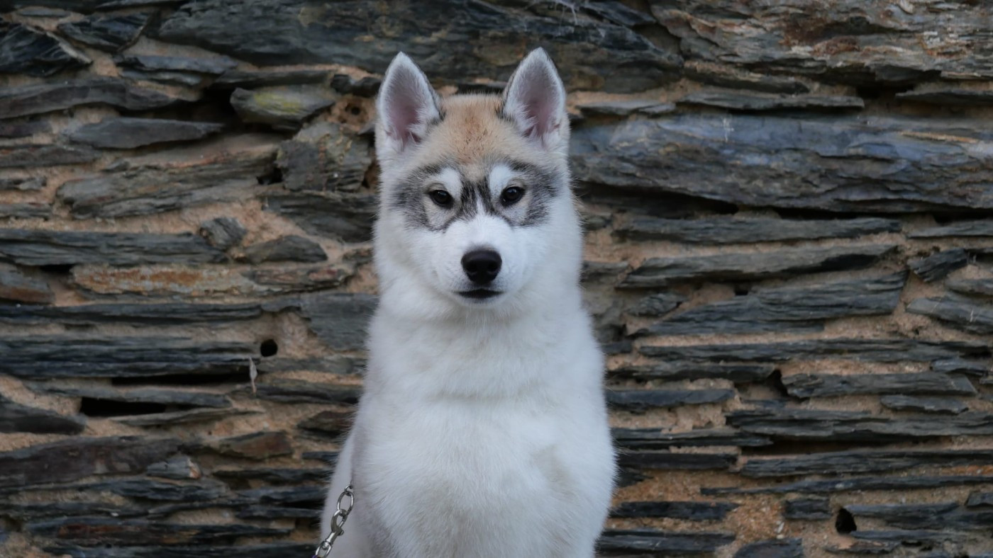 Du Royaume De L'Etoile Bleue - Chiots disponibles - Siberian Husky