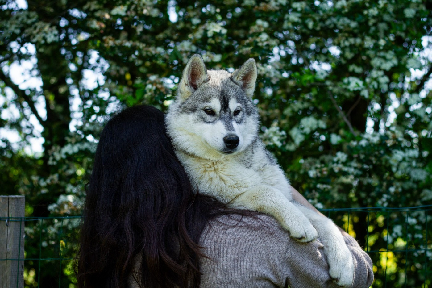 Du Royaume De L'Etoile Bleue - Chiots disponibles - Siberian Husky