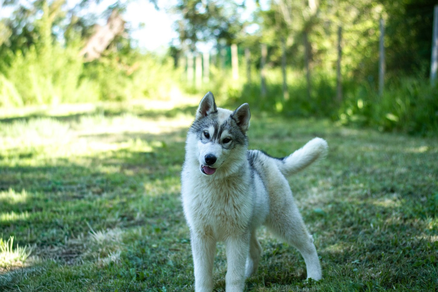 Du Royaume De L'Etoile Bleue - Chiots disponibles - Siberian Husky