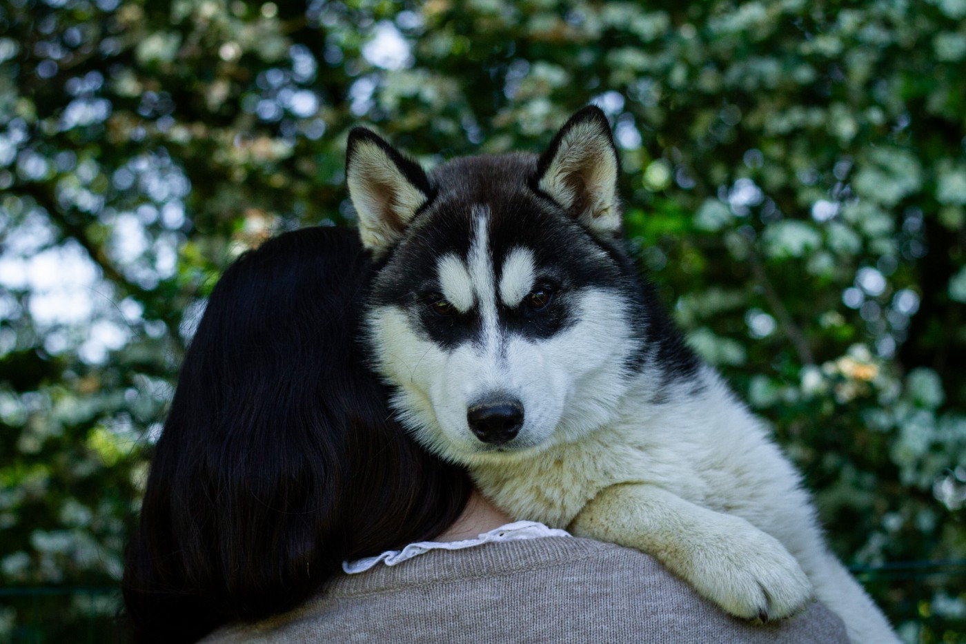 Du Royaume De L'Etoile Bleue - Chiots disponibles - Siberian Husky