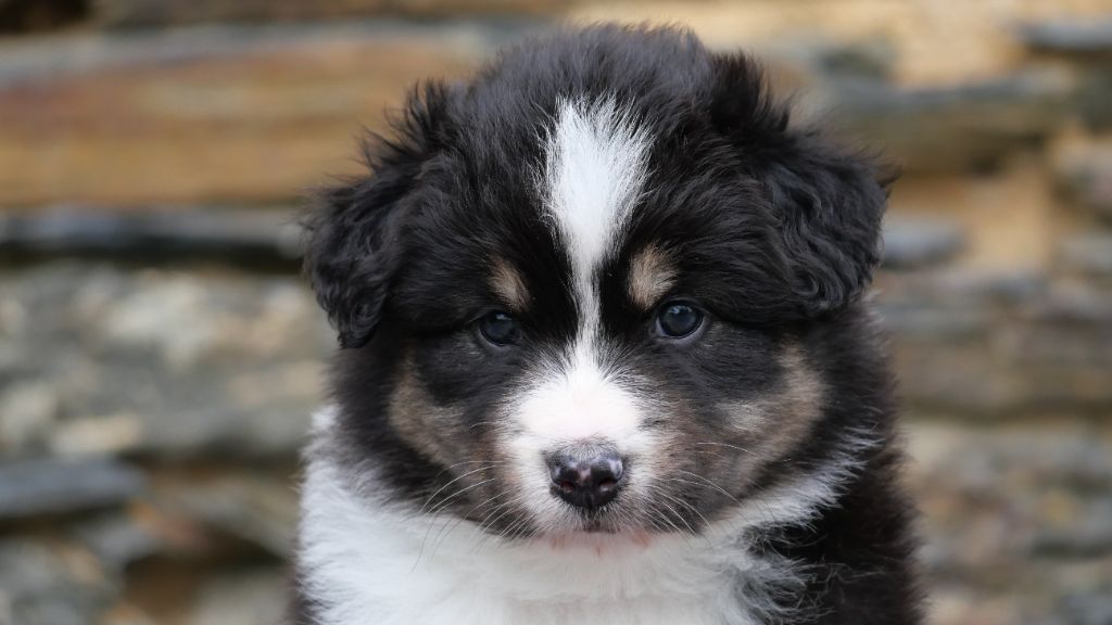 Du Royaume De L'Etoile Bleue - Chiots disponibles - Berger Australien