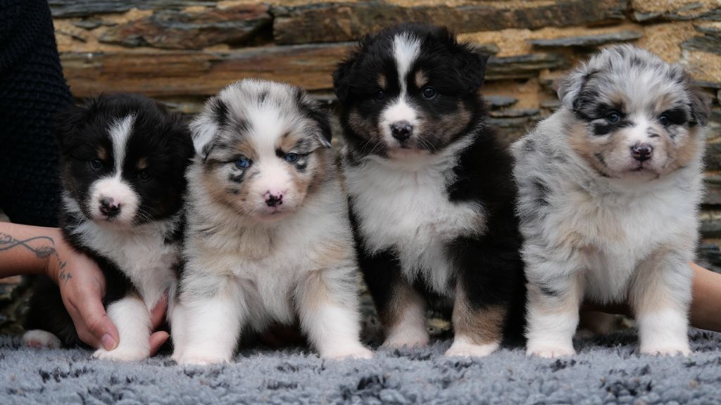 Chiot Berger Australien Du Royaume De L'Etoile Bleue