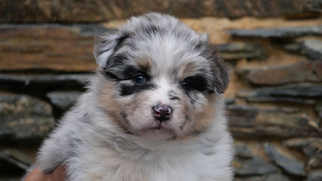 Du Royaume De L'Etoile Bleue - Chiots disponibles - Berger Australien
